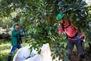 Erva-mate do Paraná ganha reconhecimento de importância global pela FAO