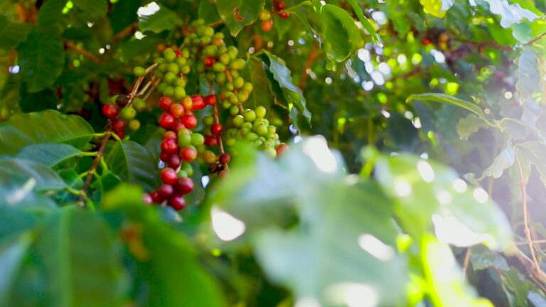 Falta de chuva e calor excessivo afetam a qualidade da safra de café