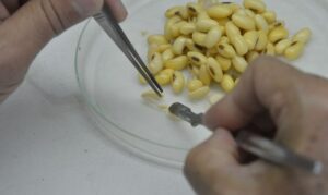 Fávaro leva à China pleito por sincronismo na liberação de biotecnologia