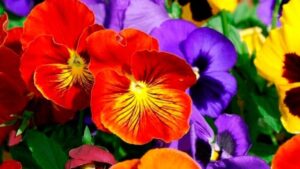 Floricultura brasileira espera aumento de 8% no comercio de flores para o Dia das Mães