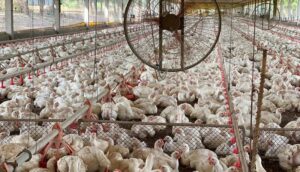 Gripe aviária em granja comercial de Tocantins é descartada pelo Mapa