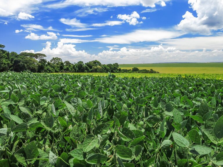 Insumos mais caros, safra 25/26 de soja desafiadora e Argentina ‘alagada’