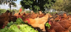 Japão impõe restrição a aves e ovos do Rio Grande do Sul