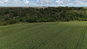 Menos burocracia na cadeia de soja: o que muda no setor com a aprovação da Lei do Licenciamento Ambiental?