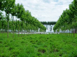 Sistema Bacaeri – BoiTeca