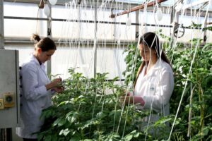 Novos zoneamentos climáticos tendem a ampliar produção de batata