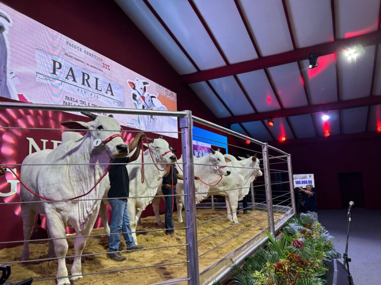Pecuária brasileira atinge marco histórico com recorde do pacote genético de Parla FIV AJJ