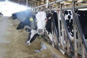 Pesquisa mineira foca em dietas para bovinos a fim de reduzir emissões de gases na pecuária