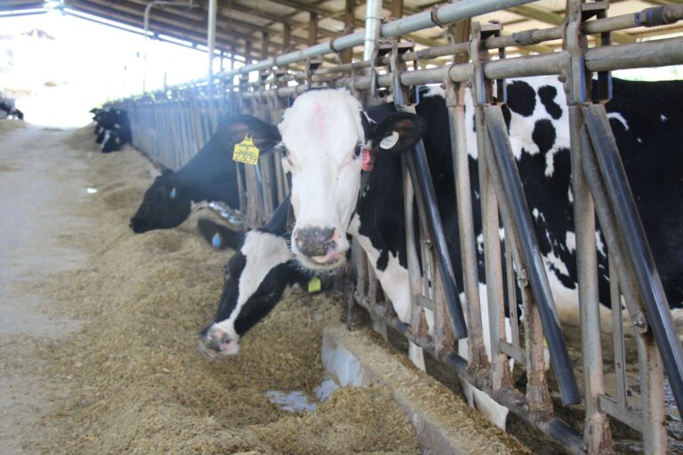 Pesquisa mineira foca em dietas para bovinos a fim de reduzir emissões de gases na pecuária