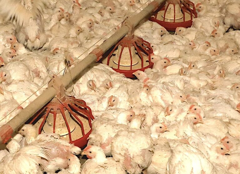 Prazo de 28 dias para Brasil ficar livre da gripe aviária começa hoje