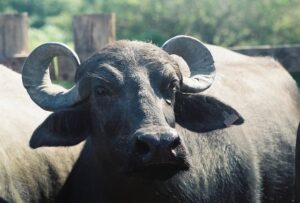 Projeto impulsiona produção e qualidade do rebanho de búfalos