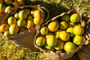 Safra de laranja deve crescer 36% após pior desempenho em quase quatro décadas