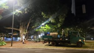 Tratamento fitossanitário: figueiras recebem manjo para manter vitalidade