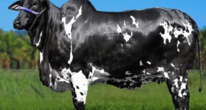 Vaca Ibiza alcança o valor de R$ 15 milhões e quebra recorde no nelore pelagens