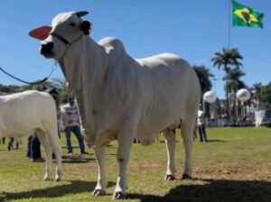 Vaca nelore de R$ 24 milhões é a primeira tetracampeã da ExpoZebu
