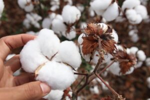 Algodão sofre queda nos preços com avanço na colheita