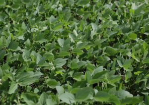 Ameaça à terra: produtores de MT podem perder suas propriedades em faixa de fronteira