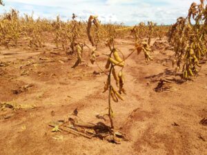 Apenas 14% da área rural cultivada no país tem seguro