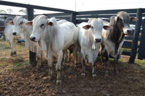Arroba do boi gordo: cotações mais baixas sinalizam avanços na escala de abate