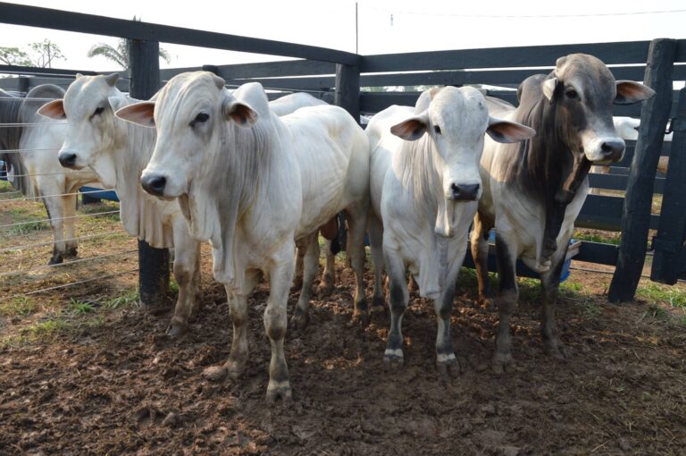 Arroba do boi gordo: cotações mais baixas sinalizam avanços na escala de abate