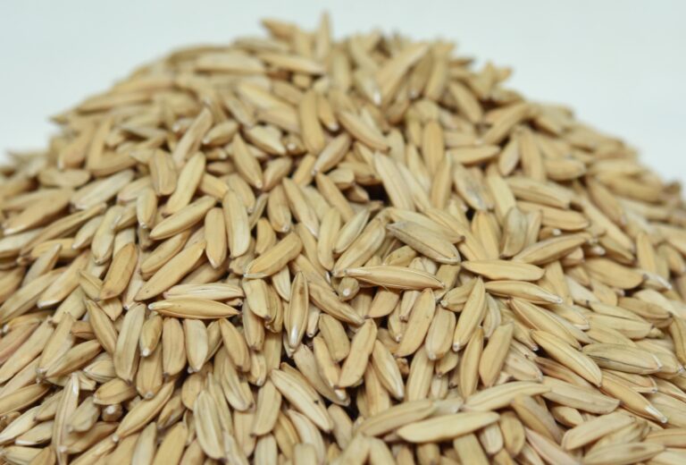 Arroz: Brasil amplia exportação em 82% e reduz importações em maio