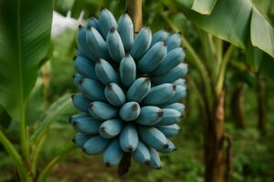 Banana azul? Existe sim, e tem gosto de sorvete de baunilha