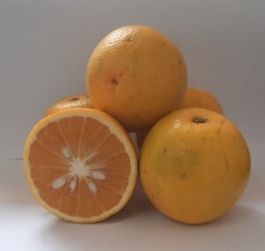 Batata-doce biofortificada, feijão resistente e laranjas: IAC celebra 138 anos com novas cultivares