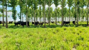 O uso da teca em sistemas ILPF foi descrito e detalhado em um capítulo do livro Teca (Tectona grandis) no Brasil. Foto: Maurel Behling/Embrapa Agrossilvipastoril