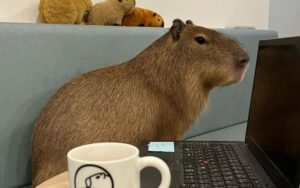 Café em Tóquio permite interação com capivaras