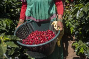 Café sofre retração nos preços com o avanço da colheita
