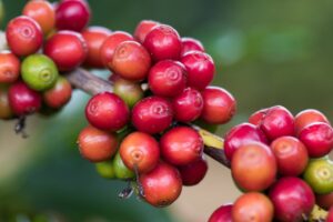 Café tem colheita limitada pela chuva