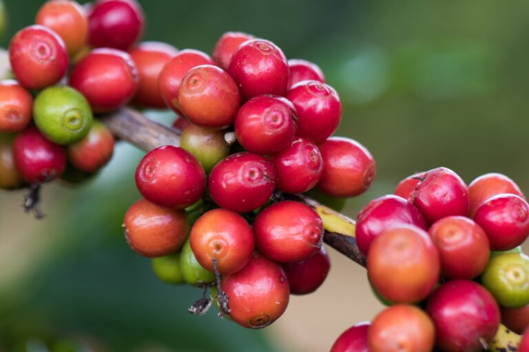 Café tem colheita limitada pela chuva