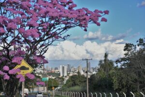 Campo Grande sediará Oficina Regional para construção do Plano Nacional de Arborização Urbana