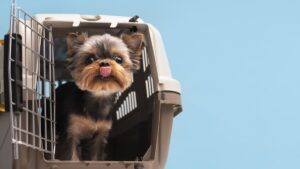 Cão de suporte em voo: quais as regras válidas?