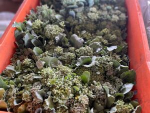 Com frutas e hortaliças direto do campo, Ceasa tem papel crucial na saúde dos sul-mato-grossenses