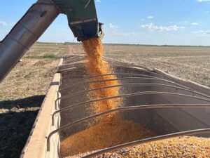 Conab: previsão da safra 2024/25 indica produção recorde de 336,05 milhões de t