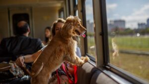 Confira os 3 trens turísticos que você pode levar o seu pet