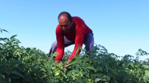 Contrato de quase R$ 300 milhões deve beneficiar agricultura familiar na Bahia