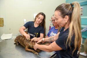 Dois casos de Brucelose Canina são registrados e Subea alerta para prevenção