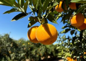 Duas novas variedades de laranja mais precoces e produtivas chegam ao Brasil
