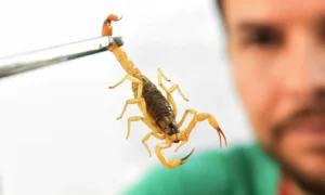 Escorpiões são responsáveis por 3 em cada 4 acidentes com animais peçonhentos em MS