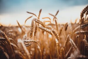 Estimativa de produção de trigo é reduzida em 2,7% por consultoria