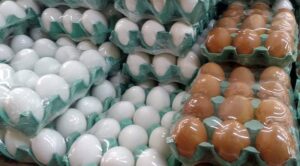 Exportações de ovos crescem 295,8% em maio