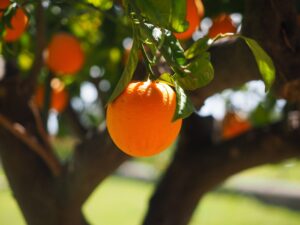 Laranja: proximidade da nova safra pressiona cotações