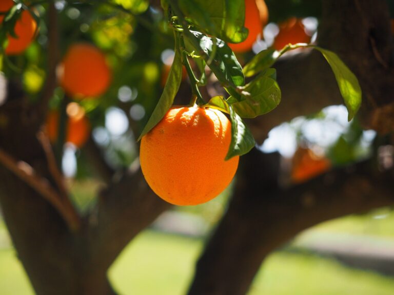 Laranja: proximidade da nova safra pressiona cotações