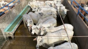 Novilhas nelore na TIP: pecuarista de RO alcança alto rendimento na engorda