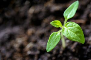 Nufarm retoma operações no país e anuncia lançamento de 15 produtos agrícolas
