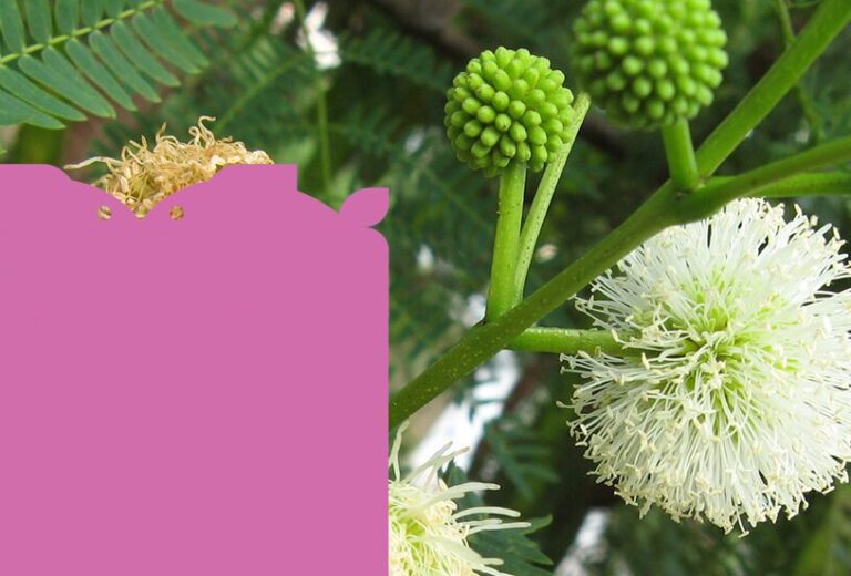 Plano para erradicação da planta leucena será debatido em Audiência na quarta-feira
