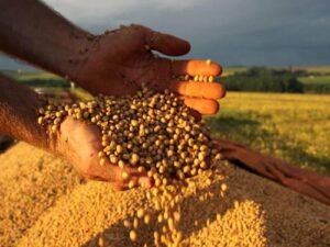 Produção de soja atinge novo patamar e lidera safra; estimativa para grãos sobe 14% em 2025
