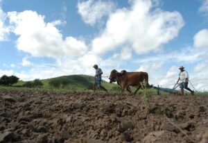 Renda digna no campo: valor necessário para sustentar famílias no Semiárido chega a R$ 5 mil